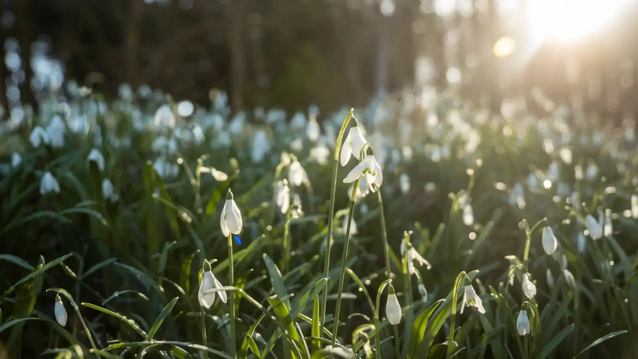 life celebrating events at pub